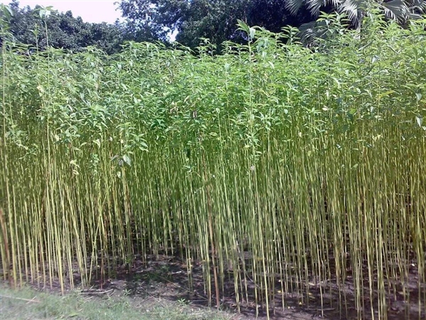 快被中国抛弃的农作物黄麻 却被印度当作宝！养活印度400多万人  印度 中国 农作物 黄麻 第2张
