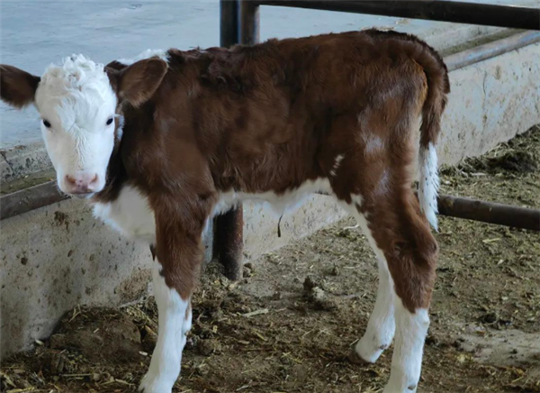 赤峰市首例胚胎移植西门塔尔纯种牛诞生：体格大、肌肉多