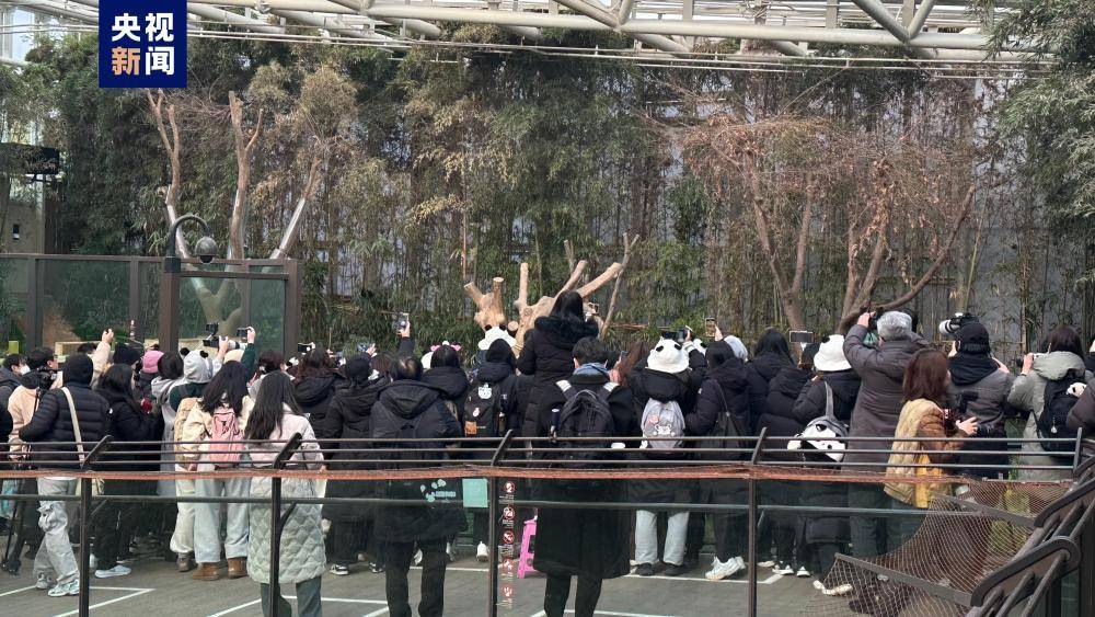 大熊猫“福宝”回国前最后一日公众展出 数千韩国民众前往送别  公众 车辆 大熊猫 中国 前往 民众 第1张