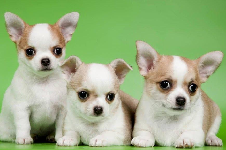 小型宠物狗价格，小型犬品种及价格详单  价格 第7张