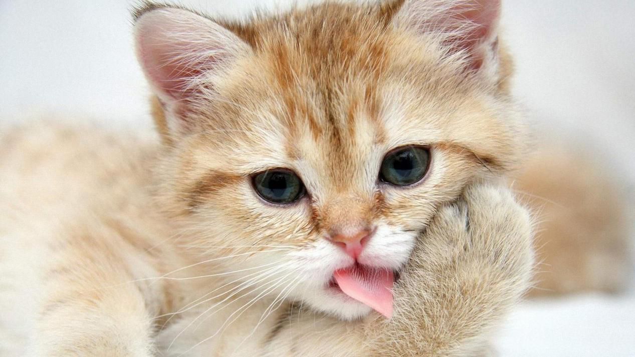 猫最喜欢吃什么？这些你肯定没想到过  最喜欢 第1张