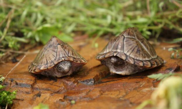 了解乌龟的生活习性，分分钟化身资深养龟人  乌龟 第2张
