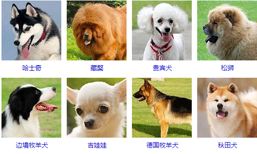 宠物犬种类，一百多种你都认识吗