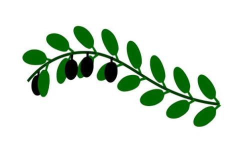 橄榄枝的象征意义，最大的象征就是和平  橄榄枝 第1张