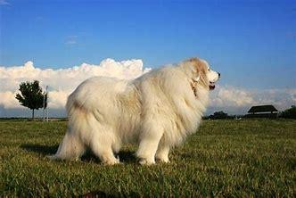 大白熊犬能长多大？可能比一般人都重  多大 第4张