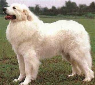大白熊犬能长多大？可能比一般人都重  多大 第1张