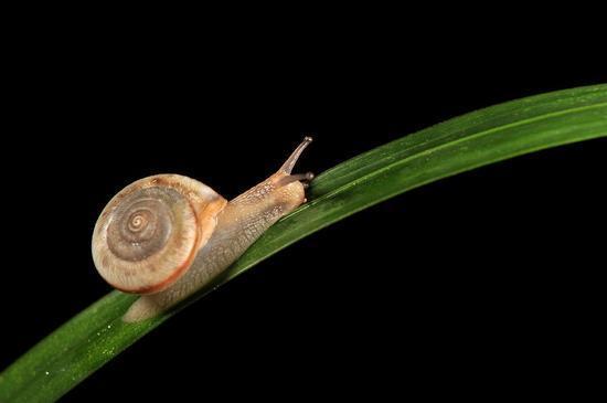 蜗牛喜欢吃什么，一起来看它的饮食情况  吃什么 第1张