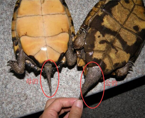 巴西龟怎么分公母，最详细的分辨法在这  在这 第2张