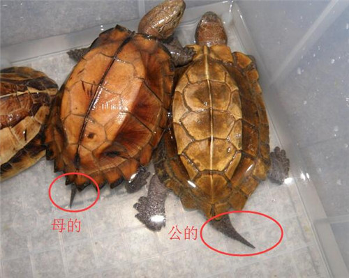 巴西龟怎么分公母，最详细的分辨法在这  在这 第1张