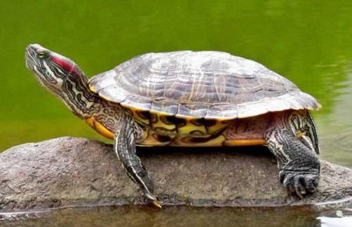 巴西龟冬天怎么养？有几个方面尤其注意  有几个 第1张