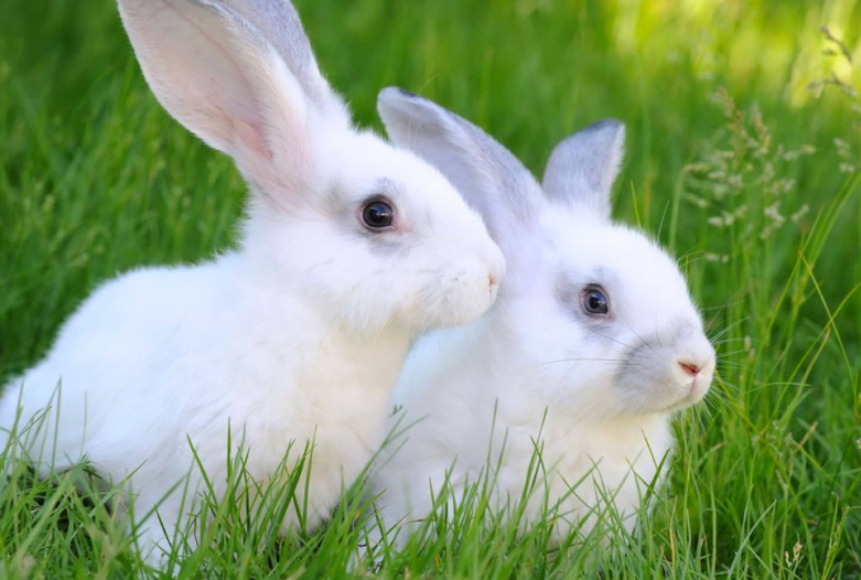 小白兔的生活习性  这些常识你知多少 小白兔 第1张