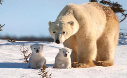 北极熊为什么不吃企鹅宝宝？答案你想不到  你想 第3张