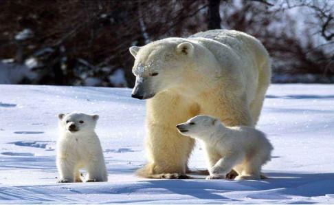 北极熊为什么不吃企鹅宝宝？答案你想不到  你想 第2张