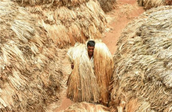 快被中国抛弃的农作物黄麻 却被印度当作宝！养活印度400多万人  印度 中国 农作物 黄麻 第4张