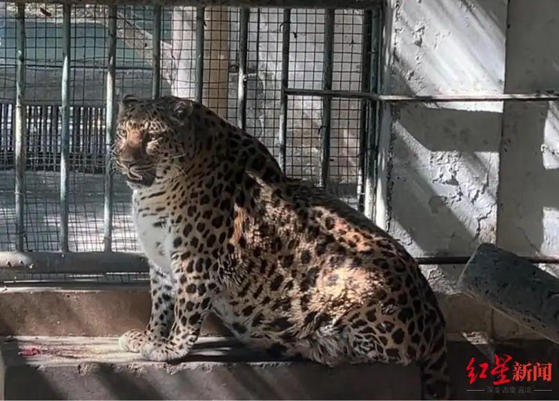 四川一动物园豹子胖成“豹警官”，官方：场地有限，平时锻炼少  第1张