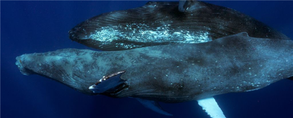 首次拍到座头鲸交配 居然都是雄的！科学家懵了  座头鲸 科学家 第1张