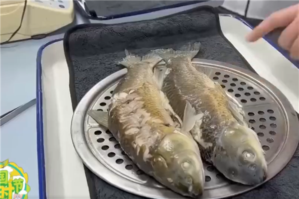 解决吃鱼“卡嗓子”痛点 中国科学家研究出无刺草鱼：口感像鲈鱼