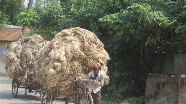 快被中国抛弃的农作物黄麻 却被印度当作宝！养活印度400多万人  印度 中国 农作物 黄麻 第6张