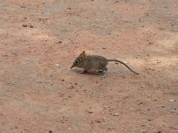可由老鼠传播 尼日利亚爆发拉沙热疫情：已致128人死亡  老鼠 尼日利亚 拉沙热 疫情 第1张